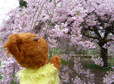 Pink blossom tree