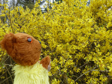 Forsythia