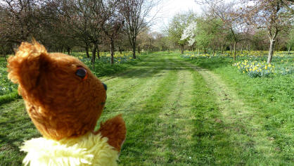 Daffodil meadow mown paths