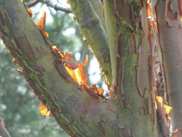 Sunlight through orange peeling bark looking like fire flames