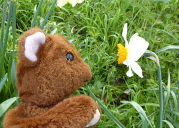 Brown Teddy smelling daffodils