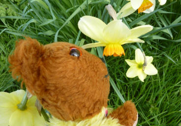 Yellow Teddy smelling daffodils