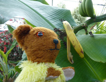 Banana peel on banana tree