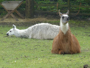 Llamas or alpacas