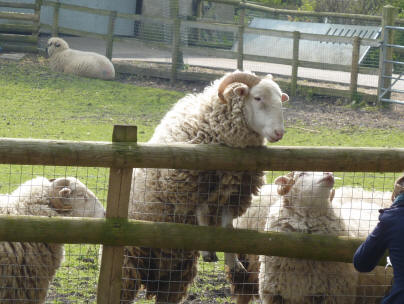 Sheep getting snacks