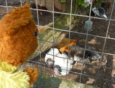 Chickens having a dustbath