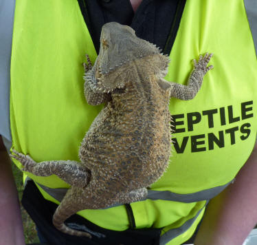 Bruce the Bearded Dragon with Jane