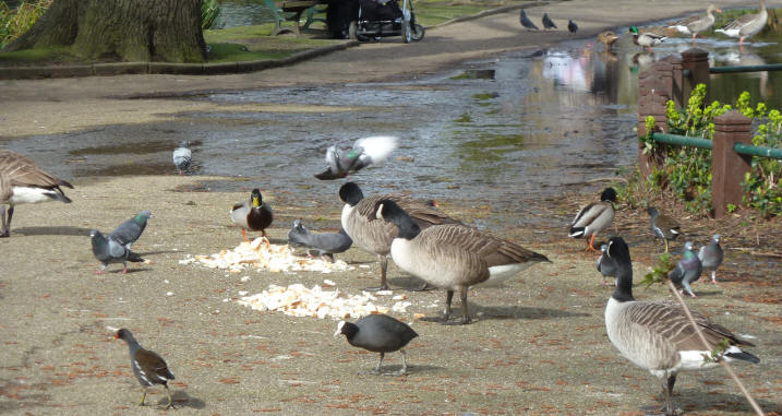 Park birds with bread pile
