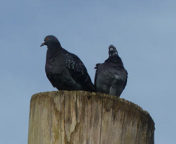 Pigeons on lookout