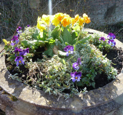 Urn with primular and pansies