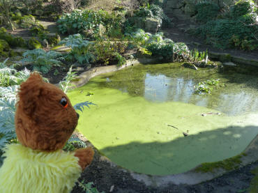 Duckweed boggy pond