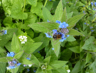 Jack By The Hedge, and Bees Borage
