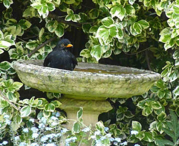 Blackbird in birdbath