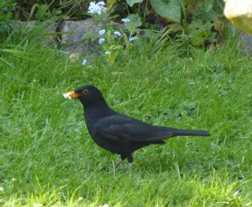 Blackbird