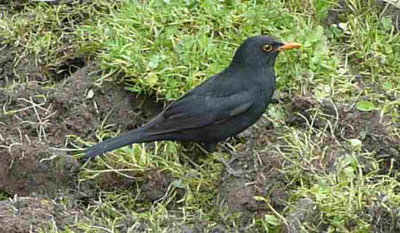 Bold blackbird