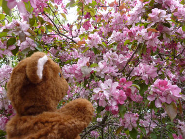 Blossom tree