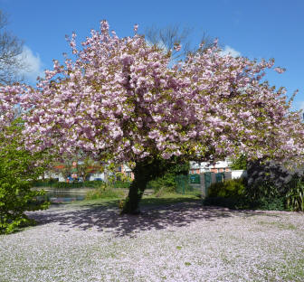 Blossom tree