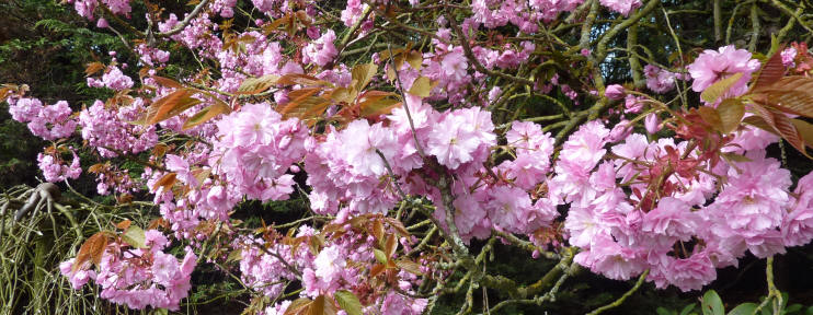 Double almond blossoms