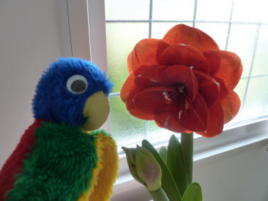 Blue Parrot with amaryllis flower
