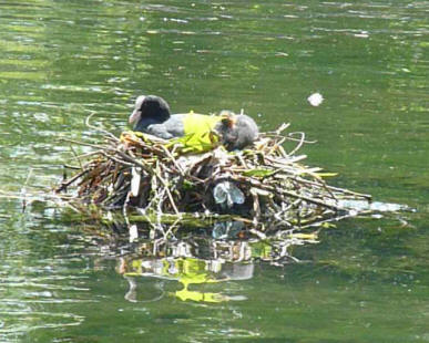 Coot and chicks on nest