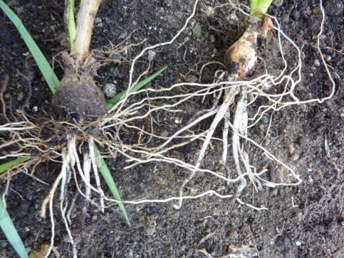 Daffodil roots