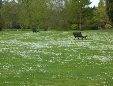 Daisies on grass