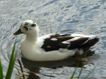 White duck