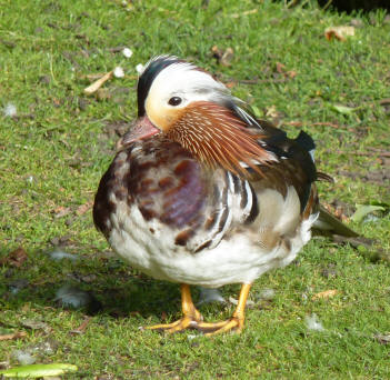 Ornamental duck