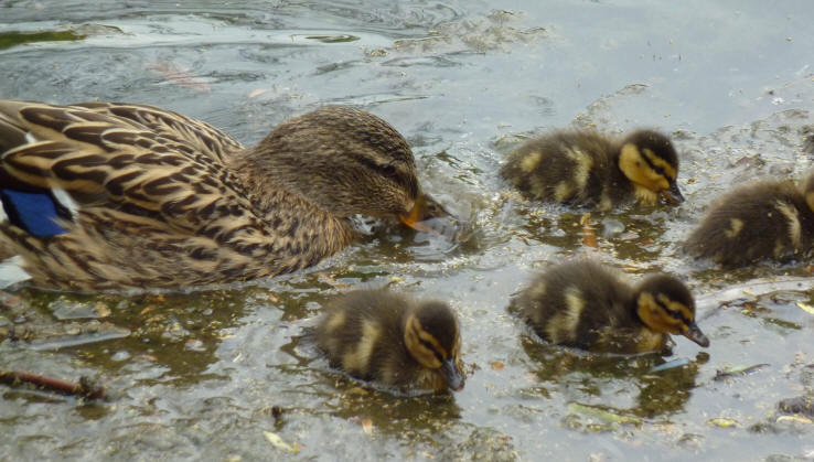 Duck and ducklings feeding
