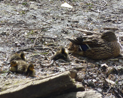 Duck and ducklings