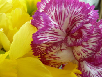 Daffodil and carnation