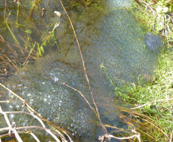 Frogspawn closeup