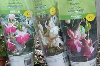 Fuchsias