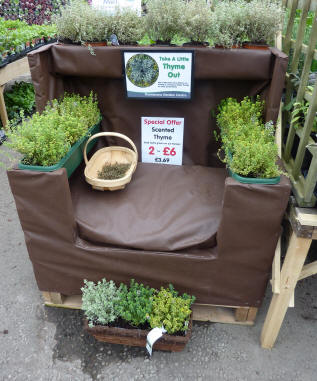 Armchair surrounded by thyme plants