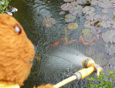 Filling pond with hose