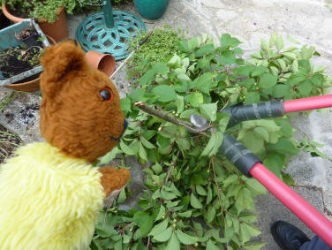 Cutting up the prunings