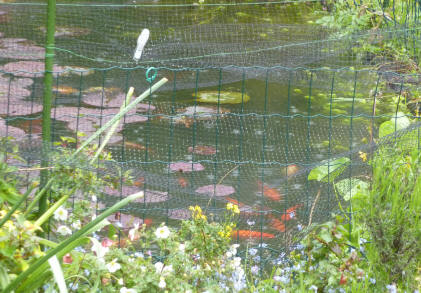 Rain on pond