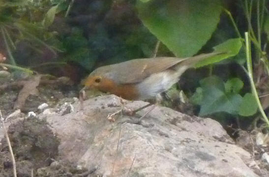 Robin with worm