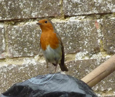 Robin on plastic bag