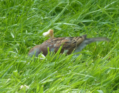 Sparrow with bread