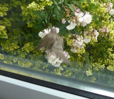 Sparrow flying from windowsill