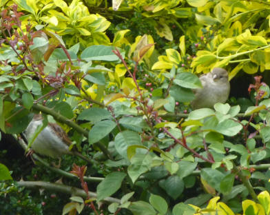 Sparrows in greenery