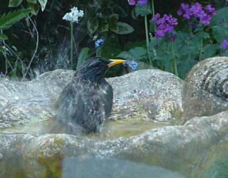 Starling in birdbath