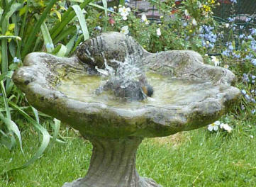 Starling in birdbath