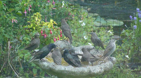 Crowd of starlings in birdbath