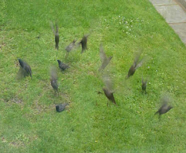Starlings taking off