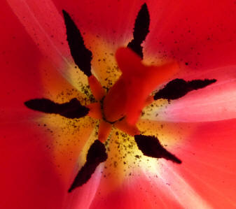 Inside red tulip