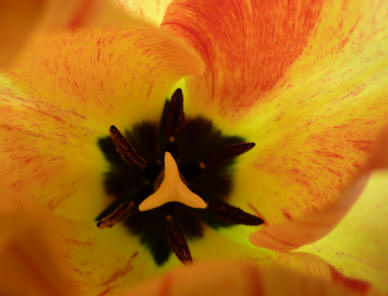 Inside parrot tulip