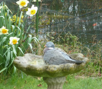Wood pigeon having bath