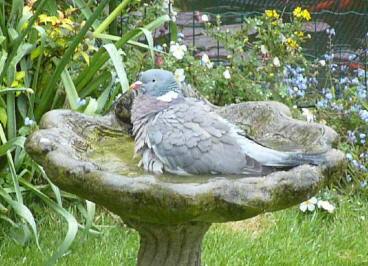 Wood pigeon in birdbath